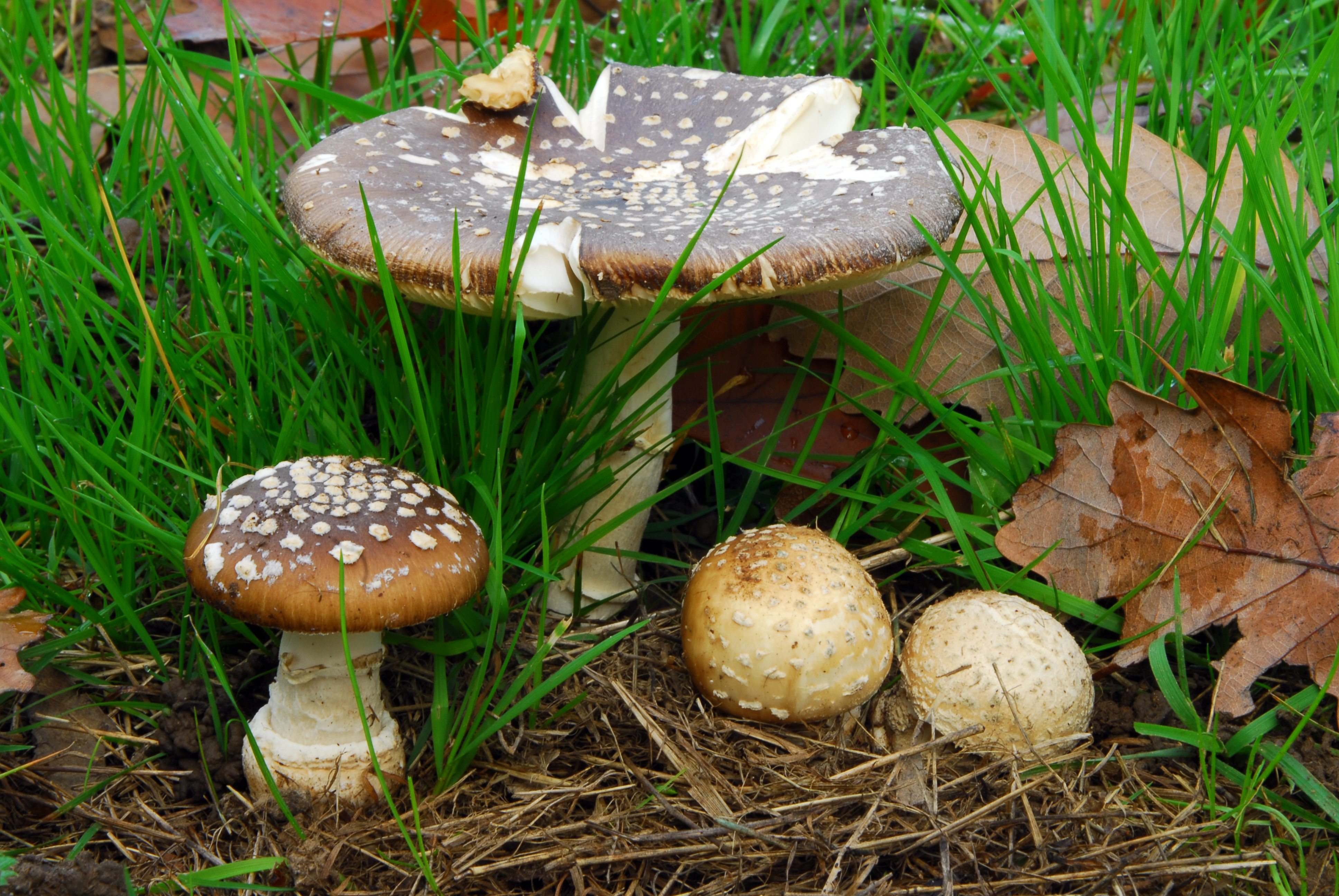 Foto Amanita pantherina